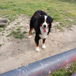 Chipper - Bernese Mountain Dog