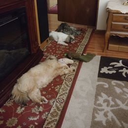 Shih Tzu Puppies from James' Shih Tzus