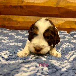 PG4 - Tri-Roan female English Springer Spaniel puppy in Britton, South Dakota from K&S Canines