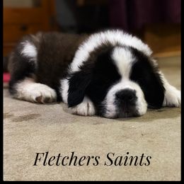 Saint Bernard Puppies from Fletchers Saints