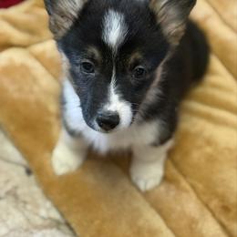 Gold - Black and tan female Pembroke Welsh Corgi puppy in Early, Texas from Mitchell Corgis