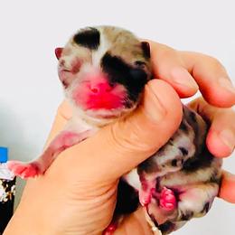 Blue Rose - Blue merle female Chihuahua puppy in Santa Rosa Beach, Florida from Eva's Chihuahuas