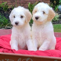 Saint Berdoodles and Sheepadoodles from Heart of Dixie Doodles