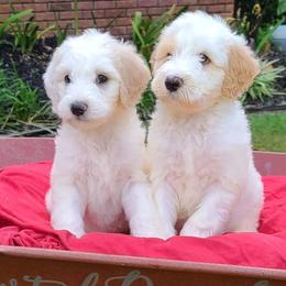Saint Berdoodles and Sheepadoodles from Heart of Dixie Doodles