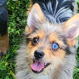 Belgian Malinois, Jack Russell Terriers, and Yorkshire Terriers from Working W Kennels