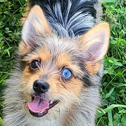 Belgian Malinois, Jack Russell Terriers, and Yorkshire Terriers from Working W Kennels