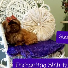 GUCCI - Shih Tzu