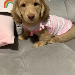 Dachshund Puppies from The Dach House