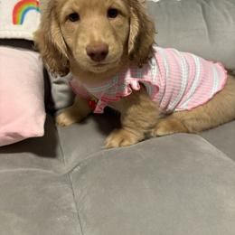 Dachshund Puppies from The Dach House