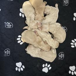 Girl 2 - Cream female Dachshund puppy in Walla Walla Valley, Oregon from English Cream Dachshunds