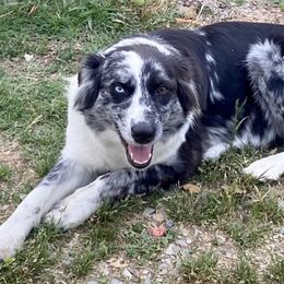 Kit - Australian Shepherd