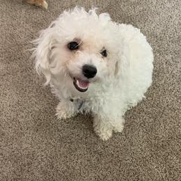 Precious - Bichon Frise