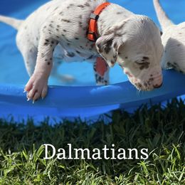 Dalmatian Puppies from Louisiana Roux Dalmatians