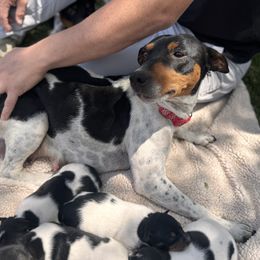 Luz - Rat Terrier
