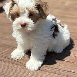 Sugar - Chocolate, tan and white male Yorkshire Terrier puppy in Florence, Alabama from Ashley's Yorkshire Terriers