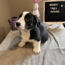 "Brimley x Oberon" Cardigan Welsh Corgi Puppies from Old Oak Cardigan's