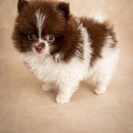 Pomeranian Puppies from Perkins Poms