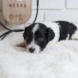 Woody - Parti male Labradoodle puppy in Bryantown, Maryland from Doodles on Duty
