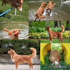 Nova Scotia Duck Tolling Retriever All Grown Up from RiverSong Tollers