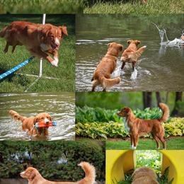 Nova Scotia Duck Tolling Retriever All Grown Up from RiverSong Tollers