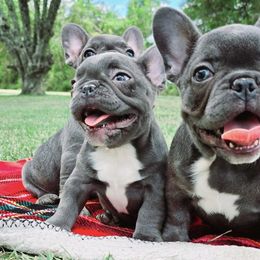 French Bulldogs from Eastpoint Frenchies