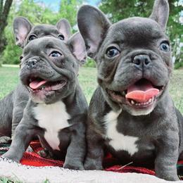 French Bulldogs from Eastpoint Frenchies