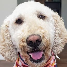Roxy - Goldendoodle