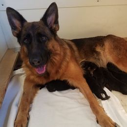 Dyna - Australian Shepherd