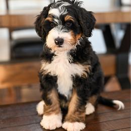 Martin - Tri-color male Bernedoodle puppy in Tucson, Arizona from Sun Valley Goldendoodles