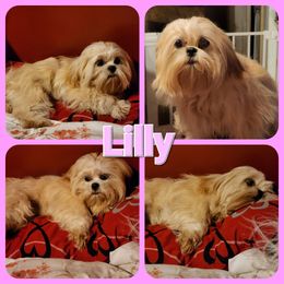 Lilly - Shih Tzu
