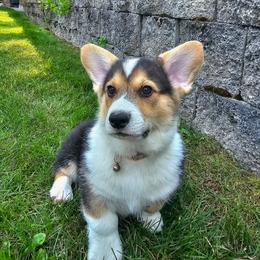 Frankincense - Black and tan male Pembroke Welsh Corgi puppy in Fortine, Montana from North Star Pembroke Welsh Corgi's