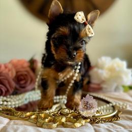 Dolly 5,348 - Black and tan female Yorkshire Terrier puppy in Pittsburg, California from Crystal Garden Yorkies
