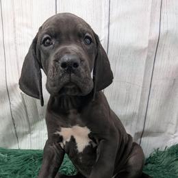 Ozzie - Black male Great Dane puppy in Bay City, Michigan from Monarch Danes