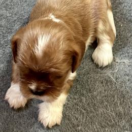 Brandon - Cavalier King Charles Spaniel puppy from Solheimar