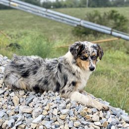 Memphis - Australian Shepherd