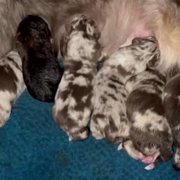 Romeo - Red merle male Australian Shepherd puppy in Piedmont, Oklahoma from HeartDriven Aussies