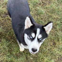 Purple - Black and white Siberian Husky puppy in Ocosta, Washington from Shaffer Family Farm