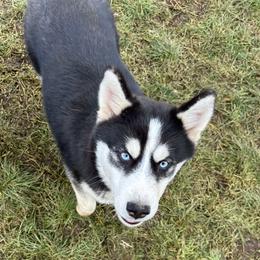 Purple - Black and white Siberian Husky puppy in Ocosta, Washington from Shaffer Family Farm