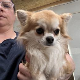 Ari - Chihuahua