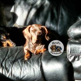 Roca - Chocolate and tan female Dachshund puppy in Hoquiam, Washington from Heyd's Mini Dachshunds
