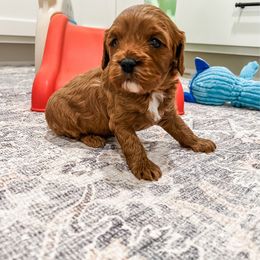 Betty - Red female Cavapoo puppy in Beresford, South Dakota from DAKOTA DOOD RANCH