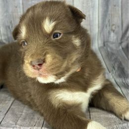 Latte - Red and white female Alaskan Malamute puppy in Independence, Virginia from New River Valley Malamutes