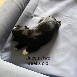 Jace - Black male Havanese puppy in Hudson, New York from Havanese of Claverack and Hudson Valley Labradors