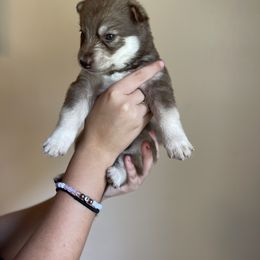 Siberian Husky Puppies from Broward Huskies