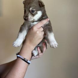 Siberian Husky Puppies from Broward Huskies