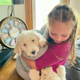 Opal - Parti female Labradoodle puppy in Craig, Nebraska from Top Knot Companions Poodles and Labradoodles