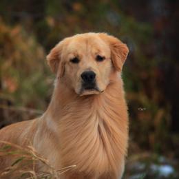 Golden Retriever All Grown Up from Cynthia's Golden Retrievers