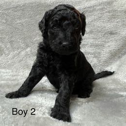 Goldendoodle Puppies from Bell’s Goldendoodles