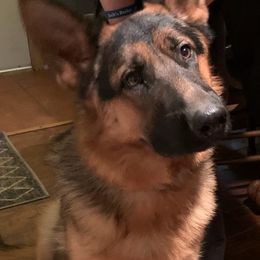 German Shepherds from Pine Ridge Kennels