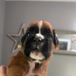 Boxer Puppies from Round 3 Boxers